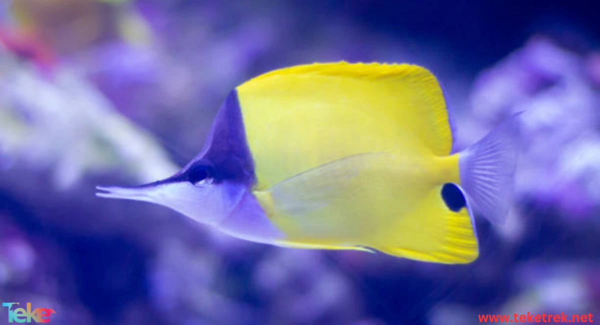 Butterfly fish