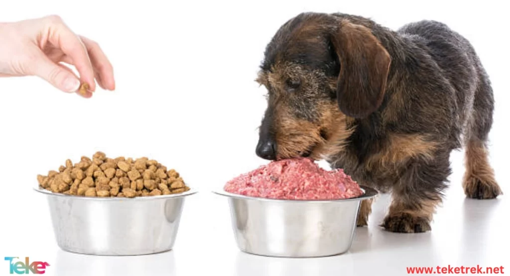 Best Food for Small Dogs