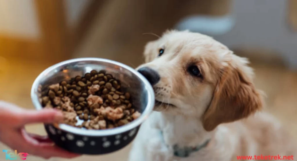 Best Food for Small Dogs