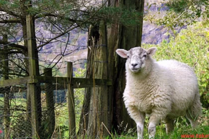 The Hampshire Down Sheep