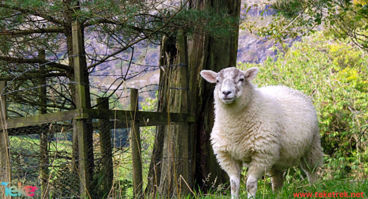 The Hampshire Down Sheep