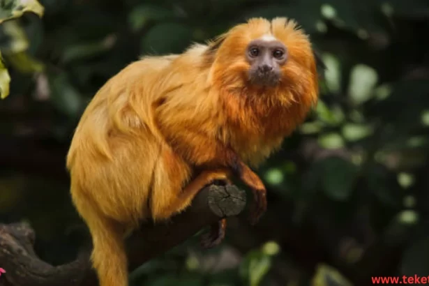 The Golden Lion Tamarin