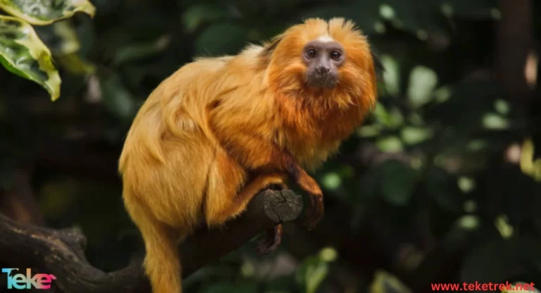 The Golden Lion Tamarin