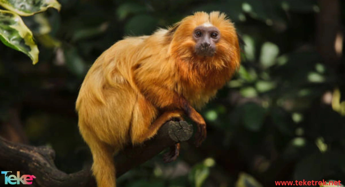 The Golden Lion Tamarin