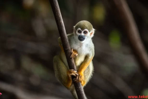 The Squirrel Monkey