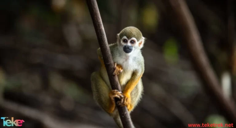 The Squirrel Monkey