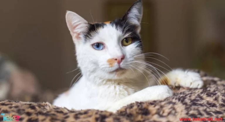 the Lambrum cat