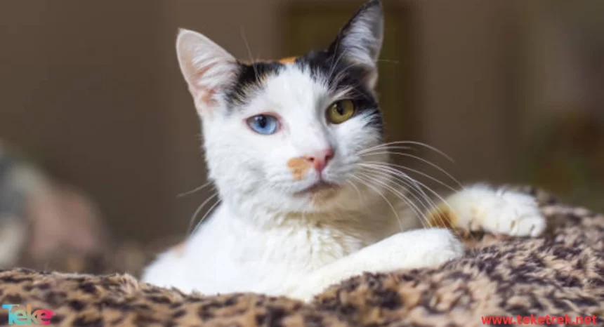 the Lambrum cat