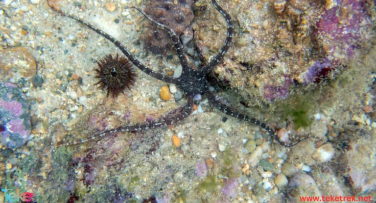 The Brittle Star