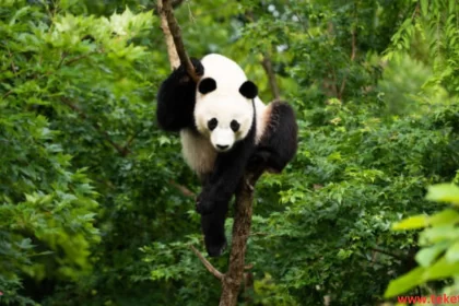 panda bear