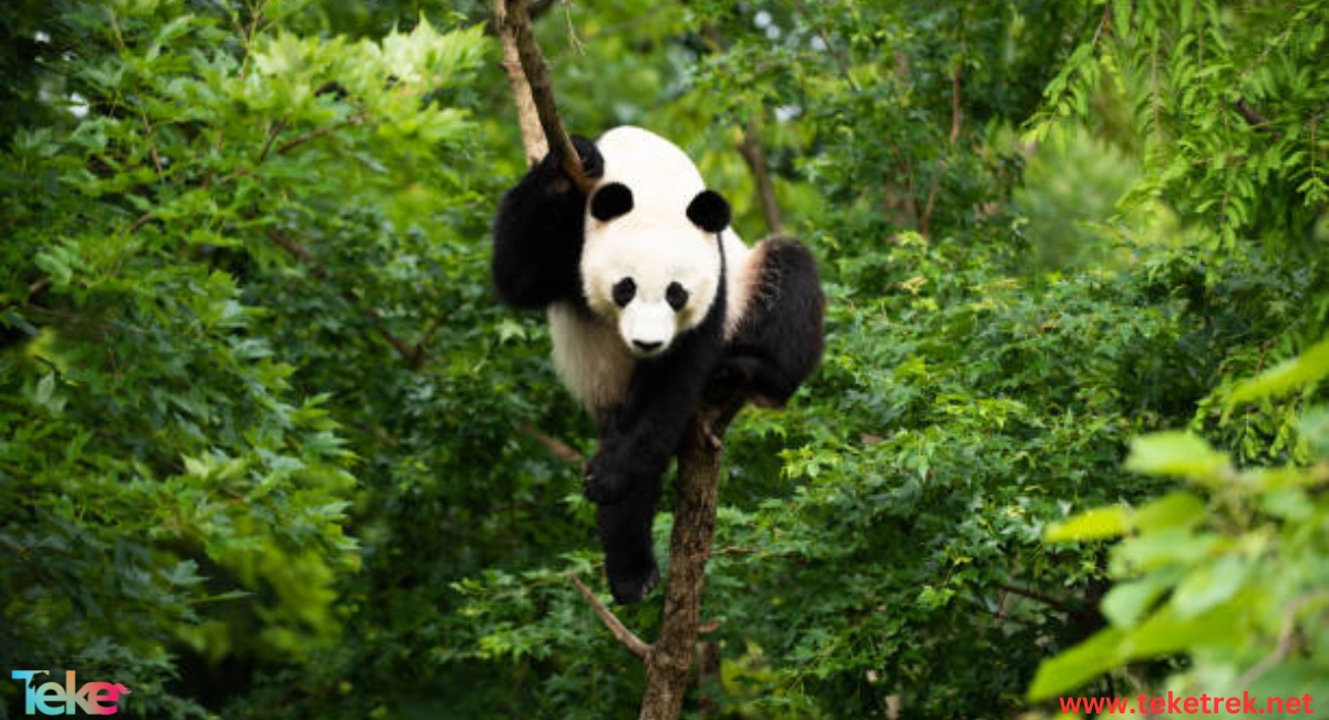 panda bear