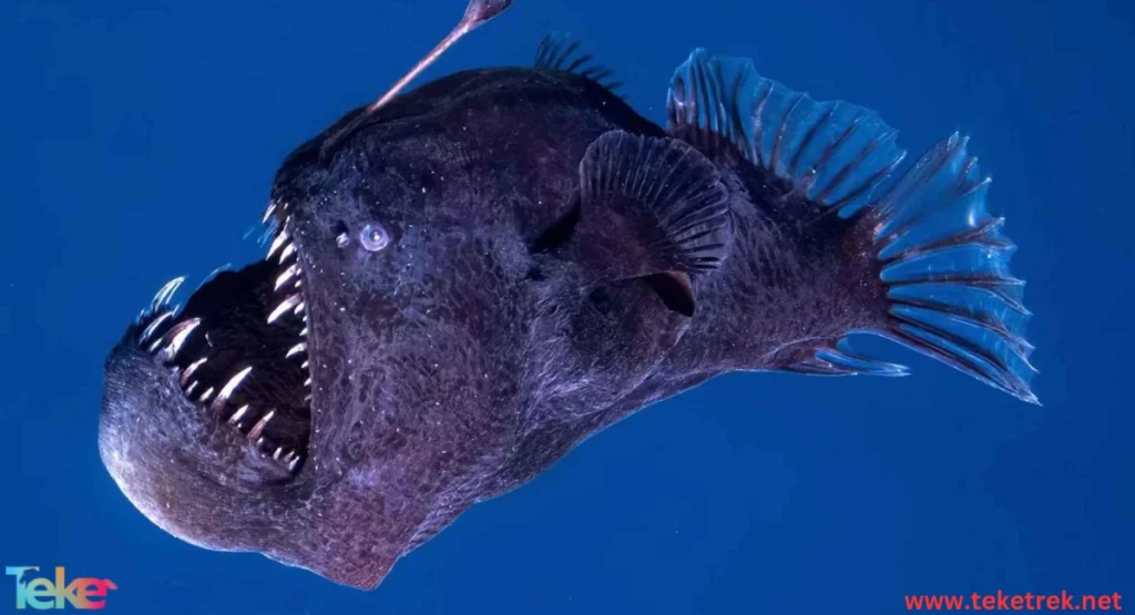 Black Devil Fish