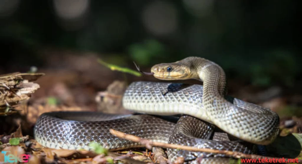 Aesculapian Snakes