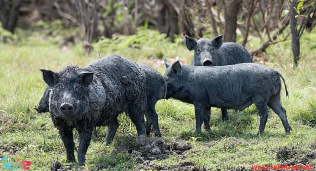 Feral Pigs