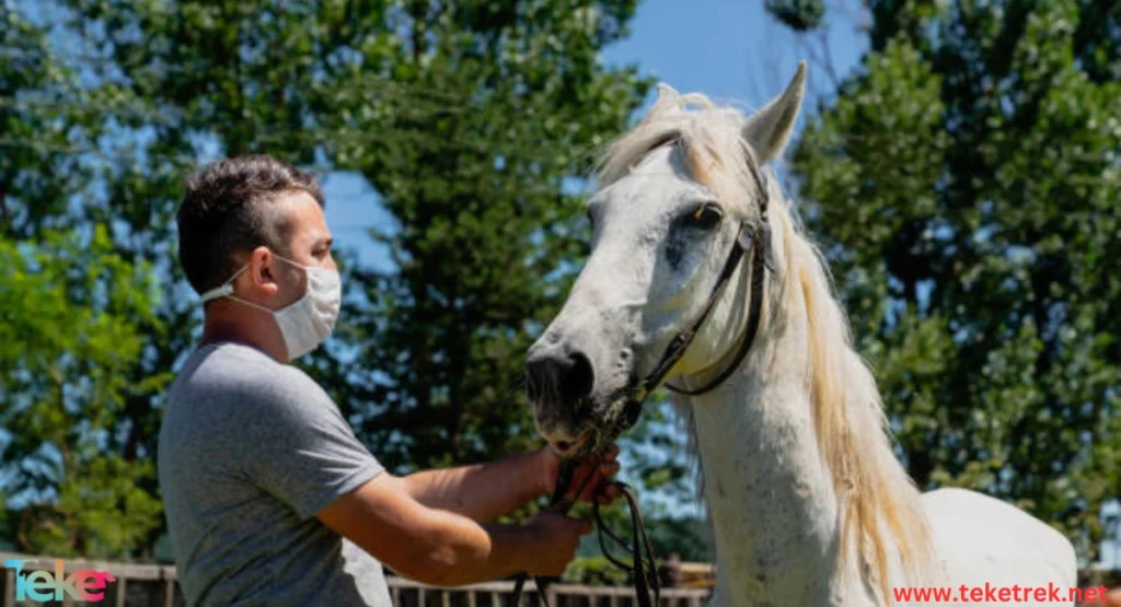 Horse Flu - Teke Trek