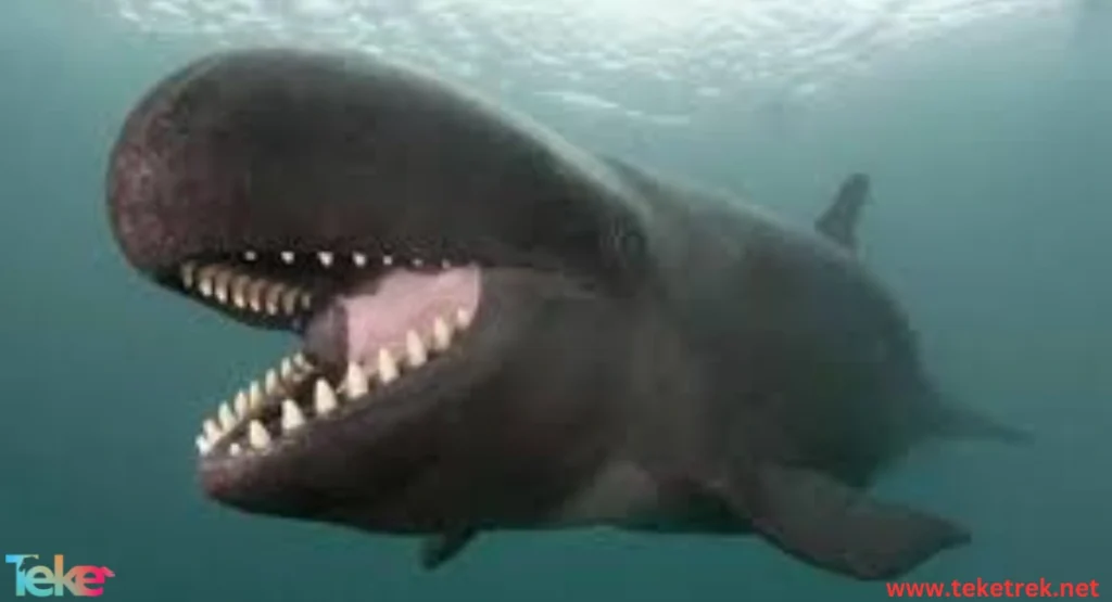  False Killer Whale
