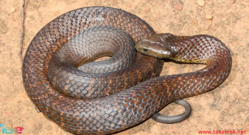 Tiger Snake: