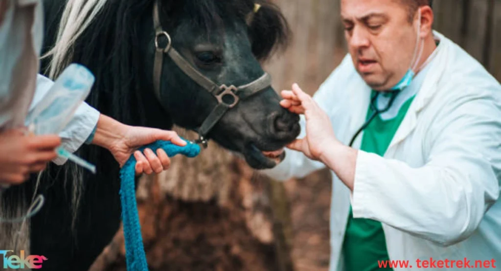 Horse Cough Treatment