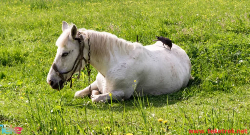 Anorexia in horses