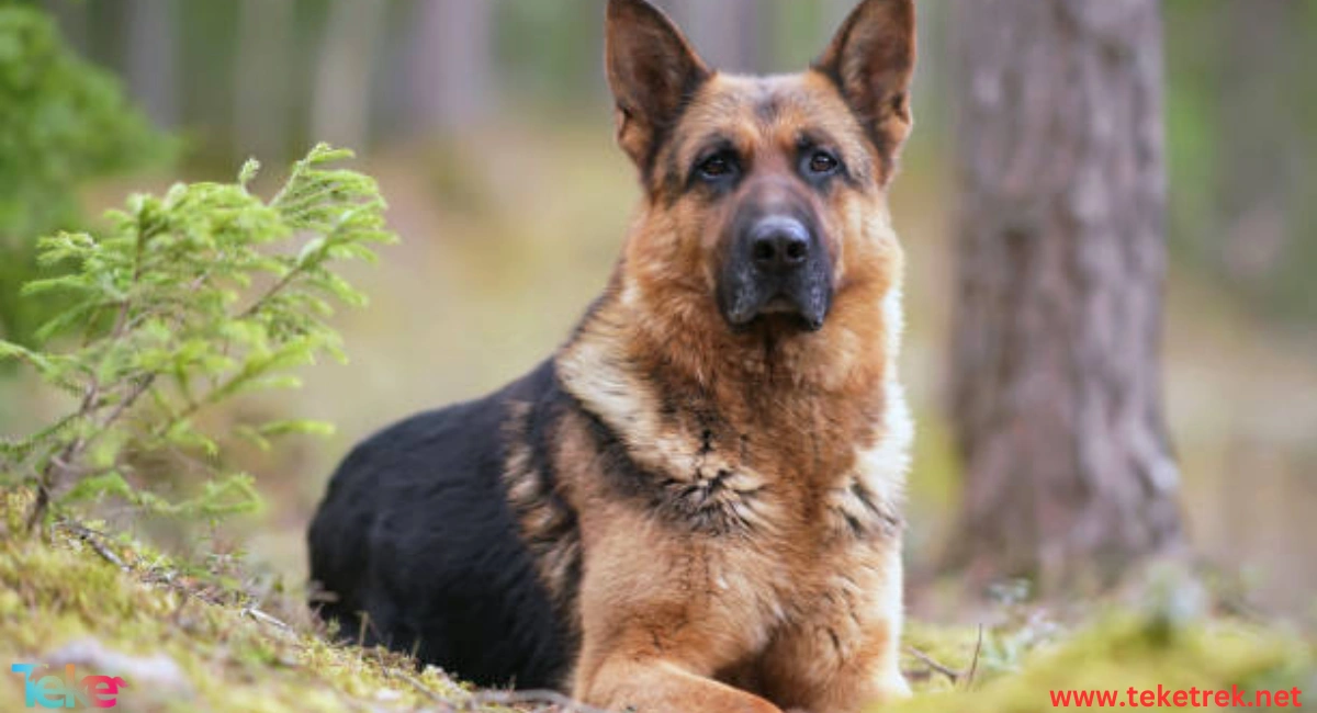 The most important dog breeds