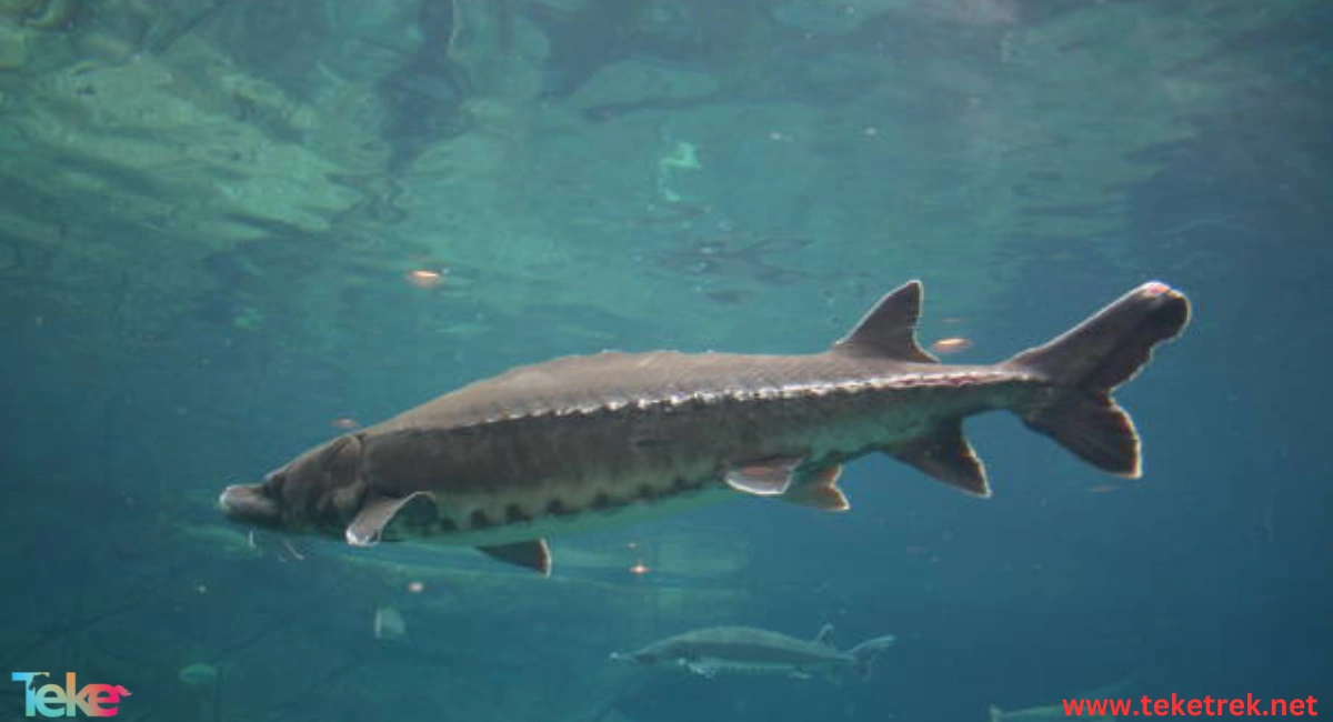 sturgeon