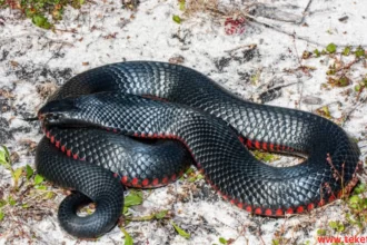 Red bellied black snake