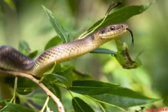 Aesculapian Snakes