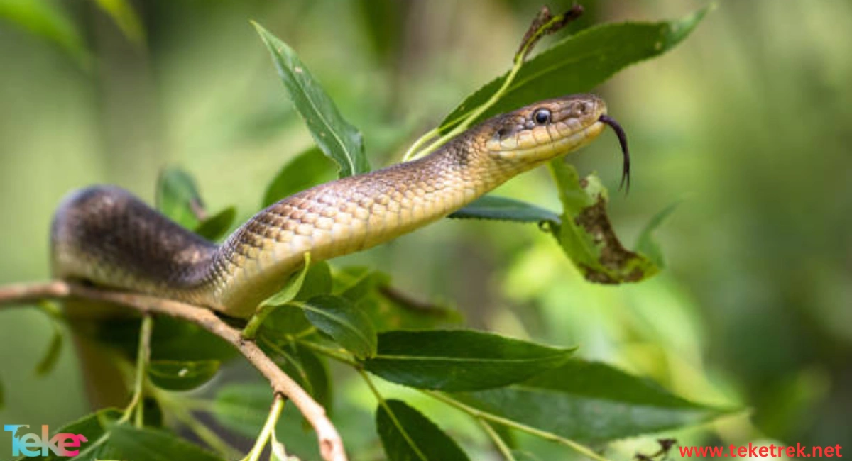 Aesculapian Snakes