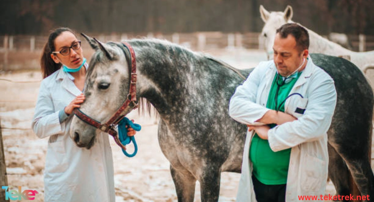 Horse Flu - Teke Trek