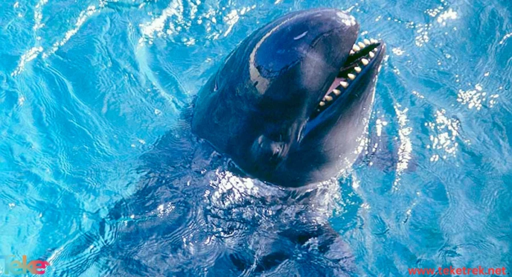  False Killer Whale
