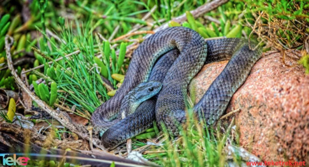 Tiger Snake: