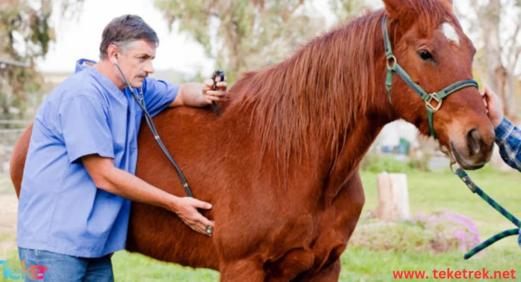 Horse Cough Treatment