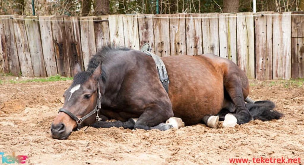 Anorexia in horses