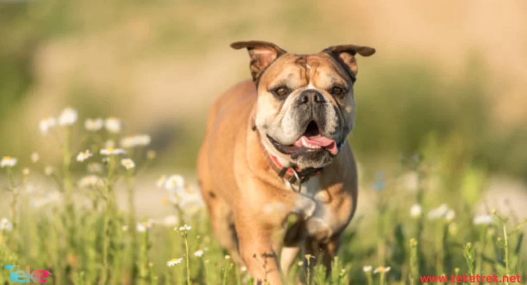 The most important dog breeds