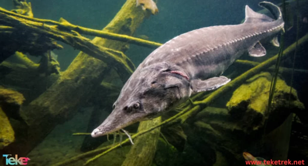 sturgeon