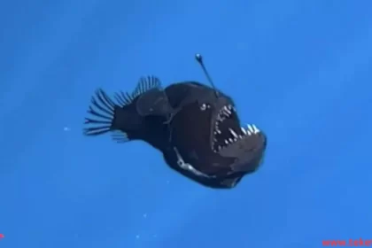 Black Devil Fish