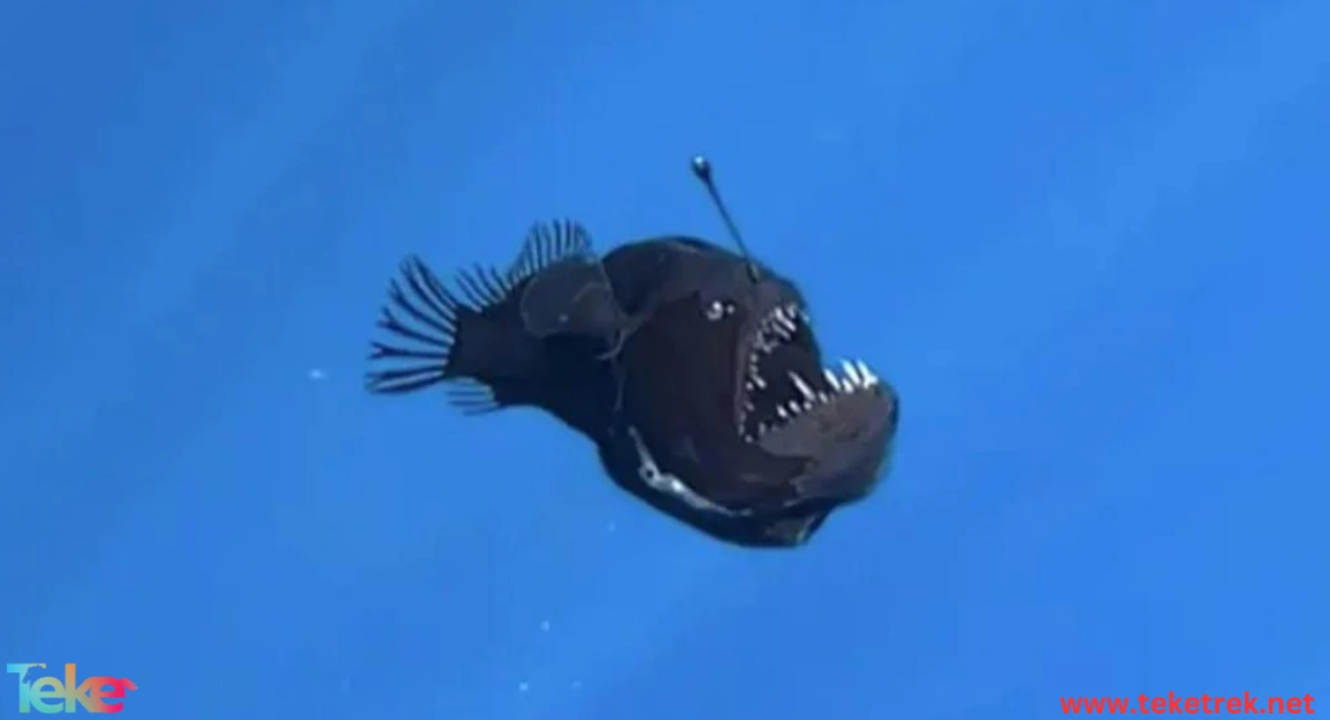 Black Devil Fish