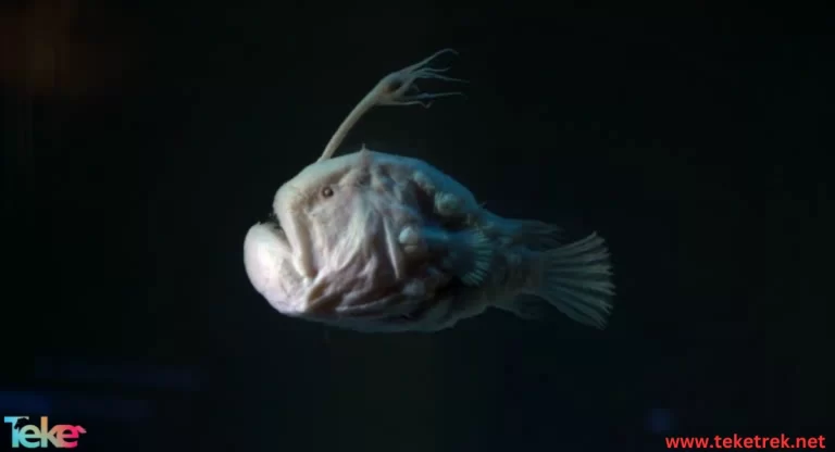 Angler Fish