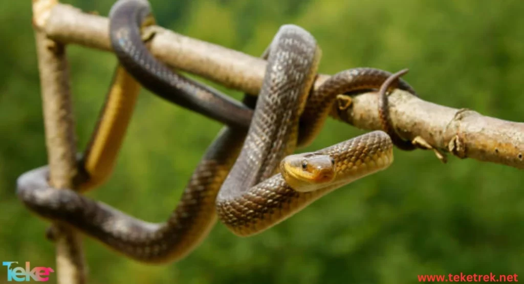 Aesculapian Snakes