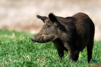 Feral Pigs