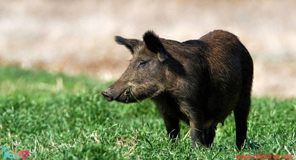 Feral Pigs