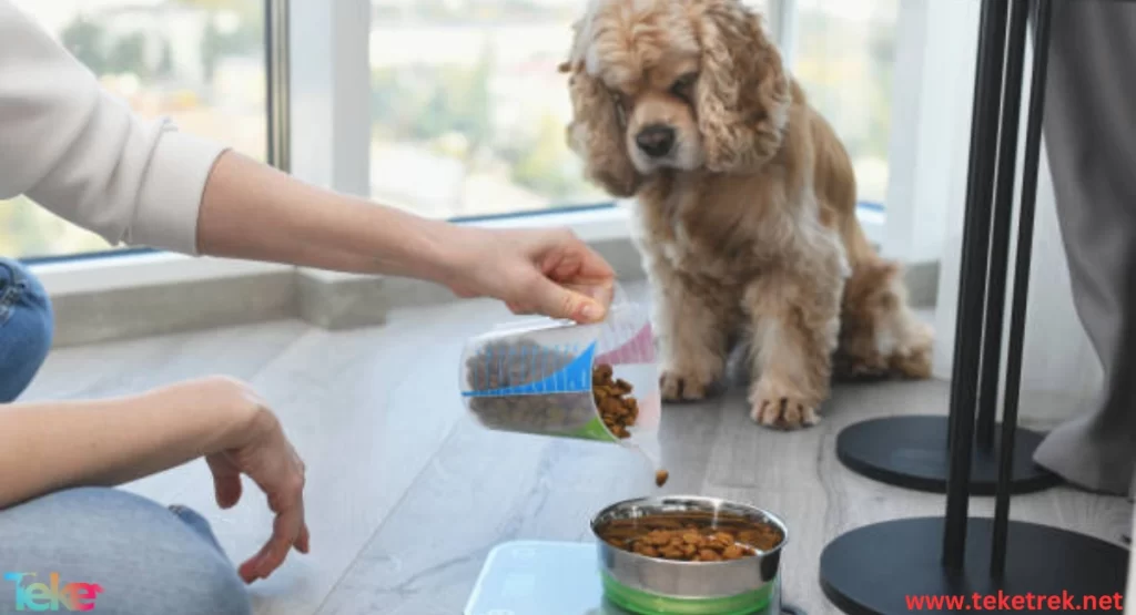 the most prominent smart devices for animals
