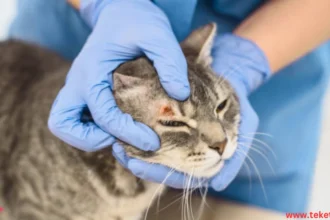 Cat diseases contagious to humans