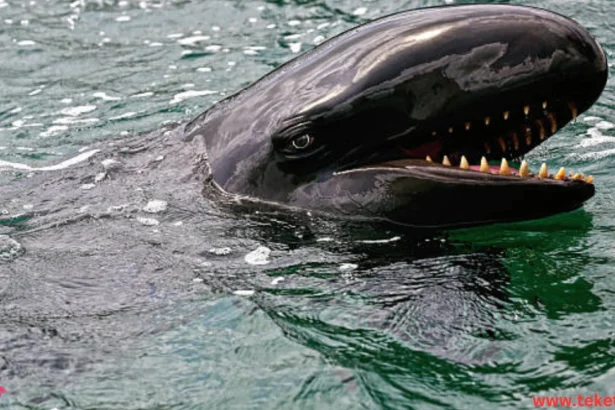 False Killer Whale