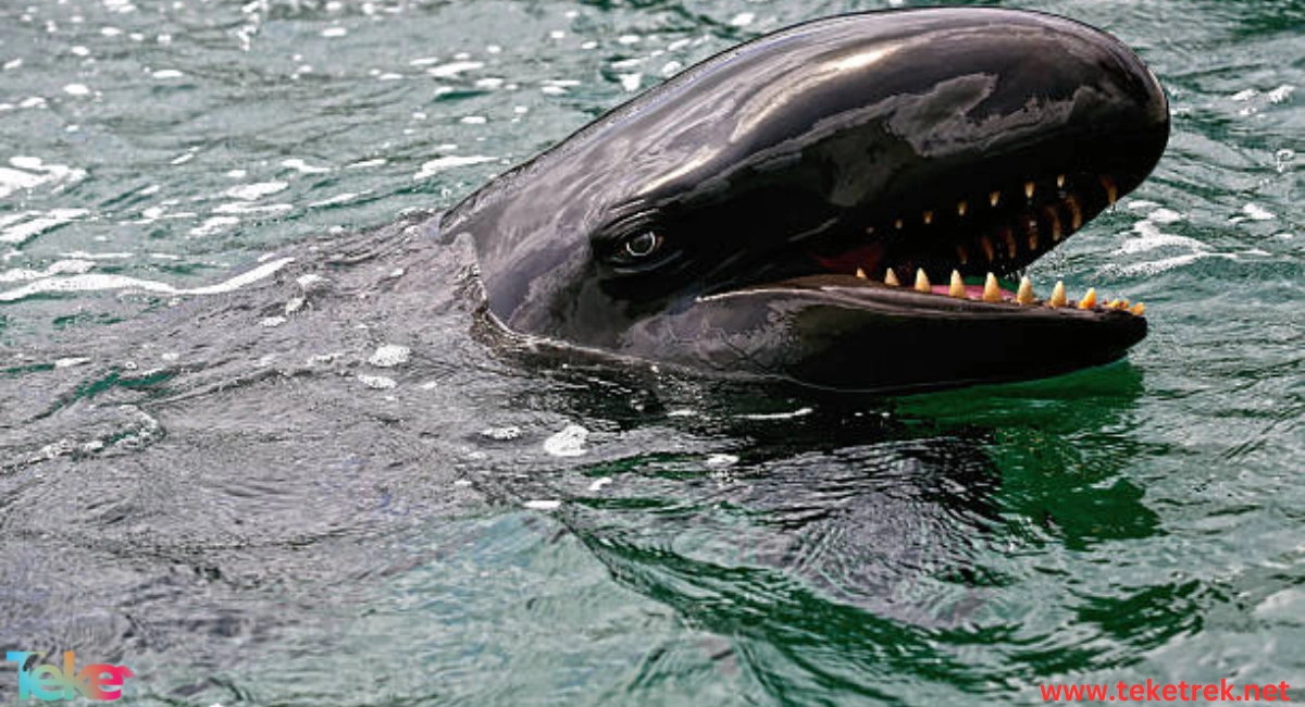 False Killer Whale