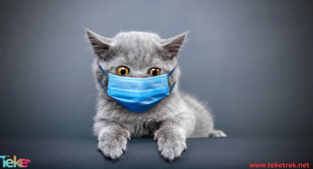 Cat Flu