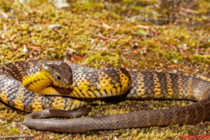 Tiger Snake: