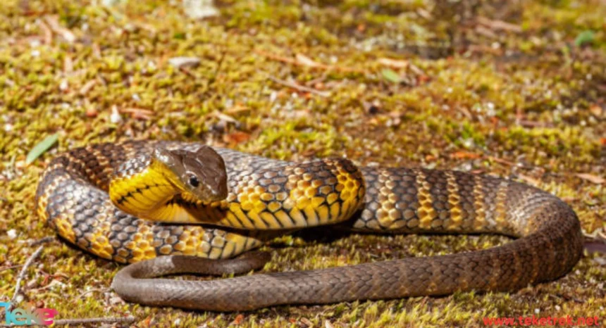 Tiger Snake: