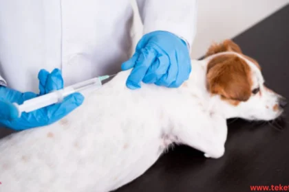 The most dangerous infectious diseases of dogs to humans