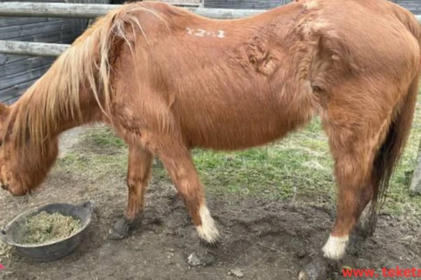 Horse worms Symptoms